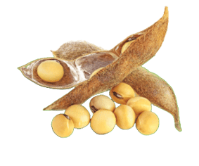 soy soy