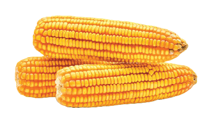 corn